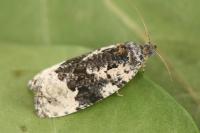 Apotomis turbidana