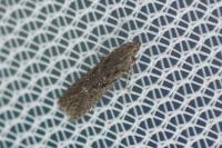Monochroa hornigi