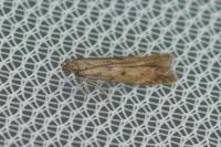 Monochroa lucidella