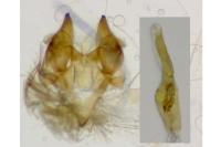 Monochroa lucidella