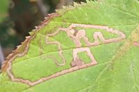 Stigmella floslactella