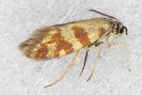Micropterix tunbergella