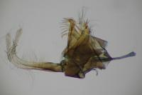 Micropterix tunbergella