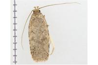 Agonopterix heracliana