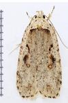 Agonopterix ocellana