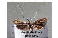 Nemophora metallica