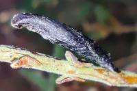 Coleophora pyrrhulipennella