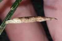 Coleophora calycotomella