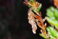 Coleophora juncicolella