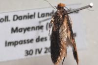 Monopis laevigella