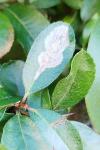 Phyllonorycter leucographella
