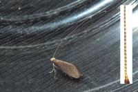 Nematopogon adansoniella