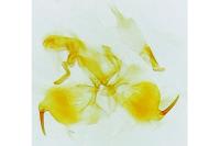 Sitotroga cerealella
