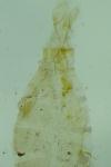 Acompsia cinerella