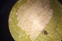 Phyllonorycter messaniella