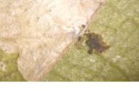 Phyllonorycter messaniella