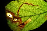 Stigmella aurella