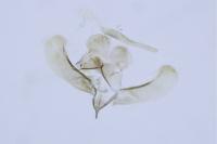 Elachista subnigrella