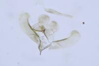 Elachista subnigrella