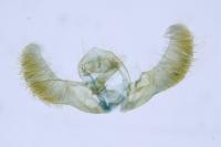Zeiraphera rufimitrana