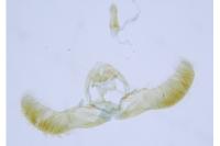 Zeiraphera rufimitrana