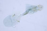 Caloptilia robustella
