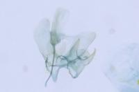 Coptotriche angusticollella