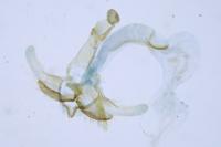 Coleophora ornatipennella