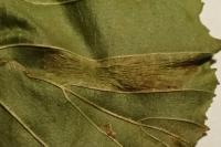 Phyllonorycter klemannella