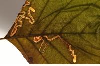 Stigmella alnetella