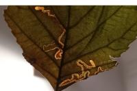 Stigmella alnetella