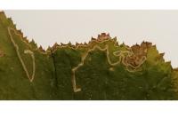 Stigmella floslactella