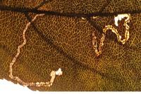 Lyonetia clerkella