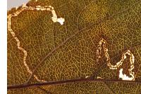 Lyonetia clerkella