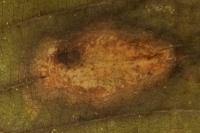 Phyllonorycter stettinensis