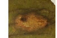 Phyllonorycter stettinensis