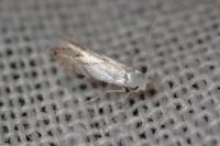 Phyllonorycter harrisella