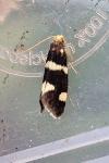 Incurvaria praelatella