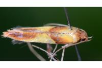 Caloptilia robustella