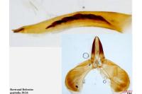 Caloptilia robustella