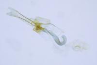 Coleophora serratella