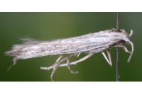 Coleophora dianthi