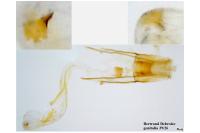 Coleophora dianthi