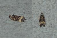 Endothenia gr. gentianaeana