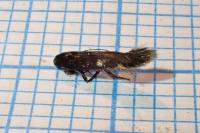 Oxypteryx immaculatella