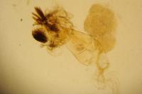 Oxypteryx immaculatella