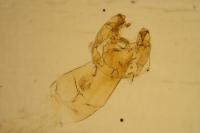 Oxypteryx immaculatella