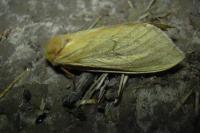 Hepialus humuli