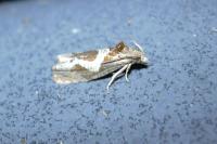 Epiblema foenella