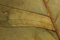 Phyllonorycter rajella